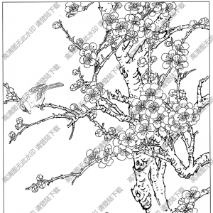 梅花線描畫(huà)底稿11高清大圖下載