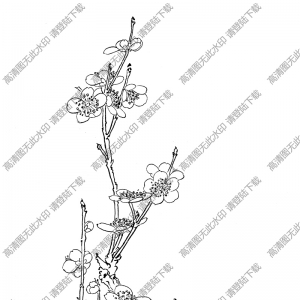 梅花白描圖片20高清下載