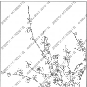 梅花線描畫(huà)底稿25高清大圖下載