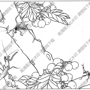 草蟲線描畫底稿8高清大圖下載