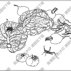 草蟲白描線稿14高清圖片下載