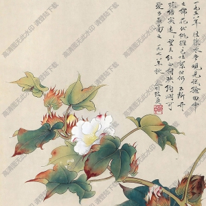 俞致貞作品 棉花 高清大圖下載